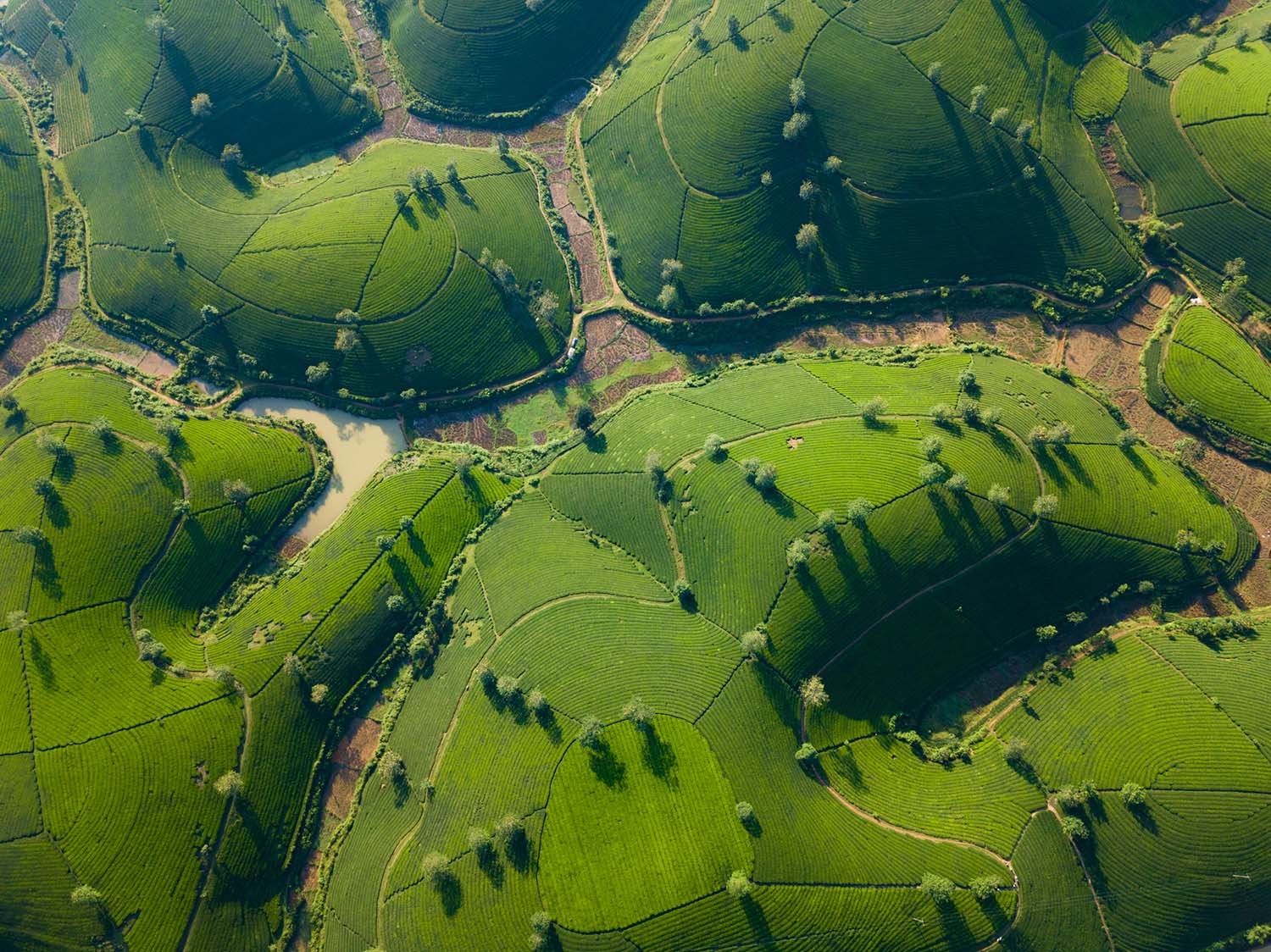 Tea Mountain ©Nguyen Phuc Thanh
